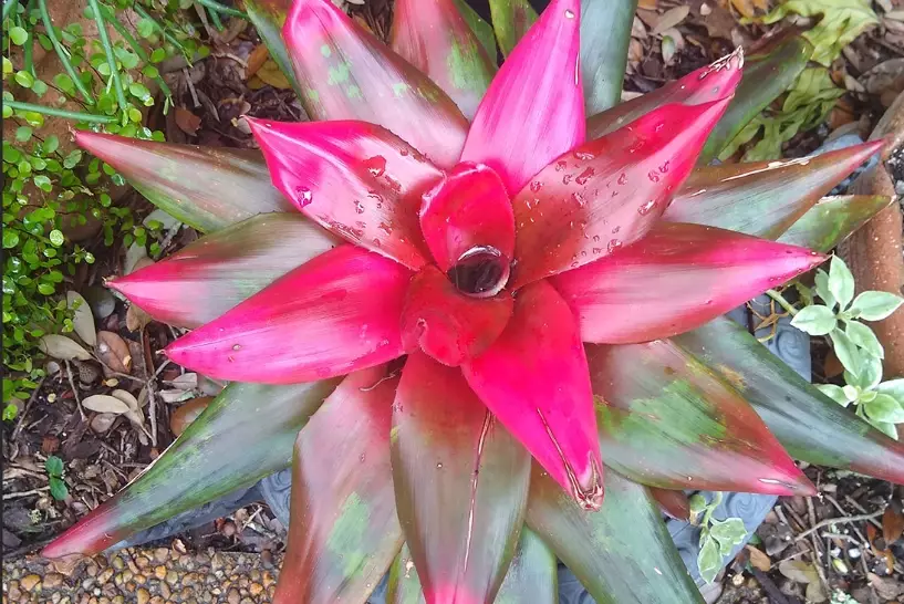 neoregelia plant