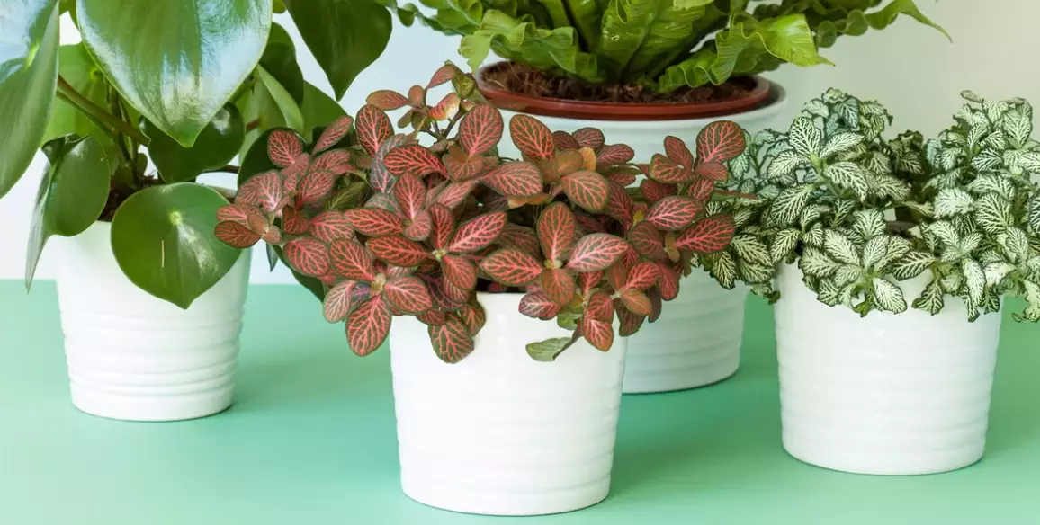 Easy Care Plants for Beginners: Low Maintenance Indoor Gardening