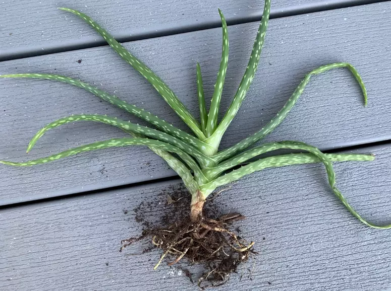 aloe plant care
