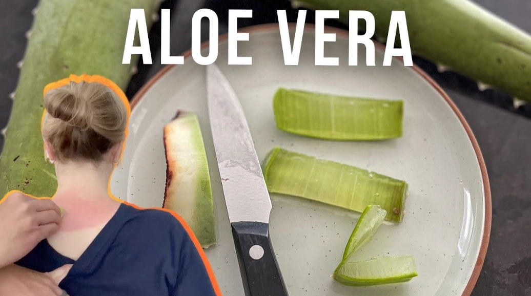 aloe vera benefits