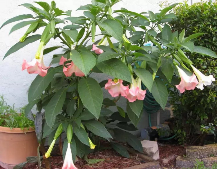 brugmansia tree care