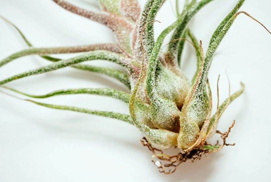 how to water air plants