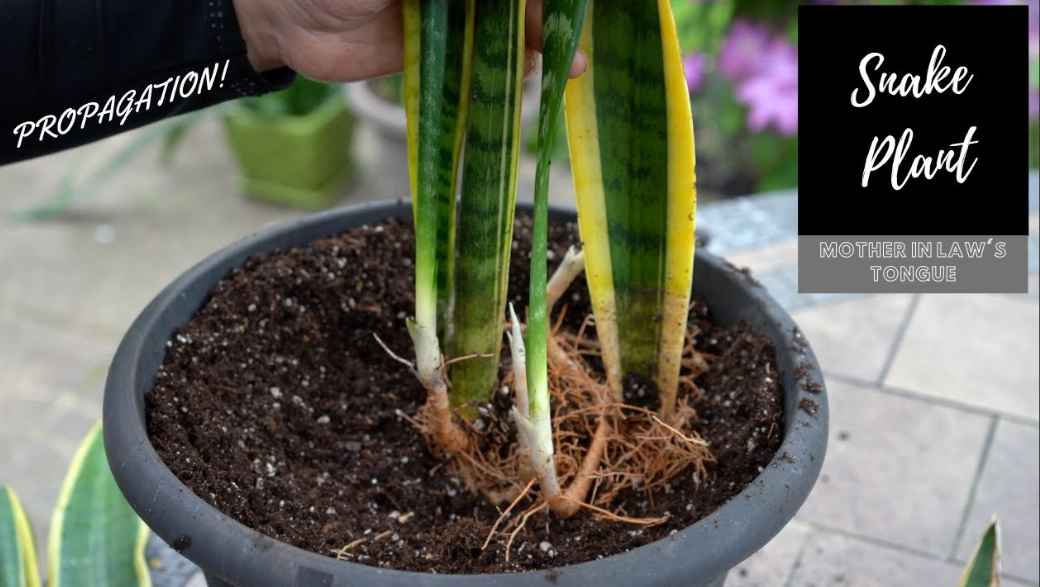 snake plant propagation snake plant propagation