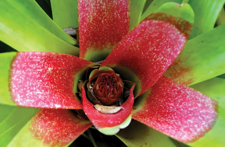 neoregelia plant
