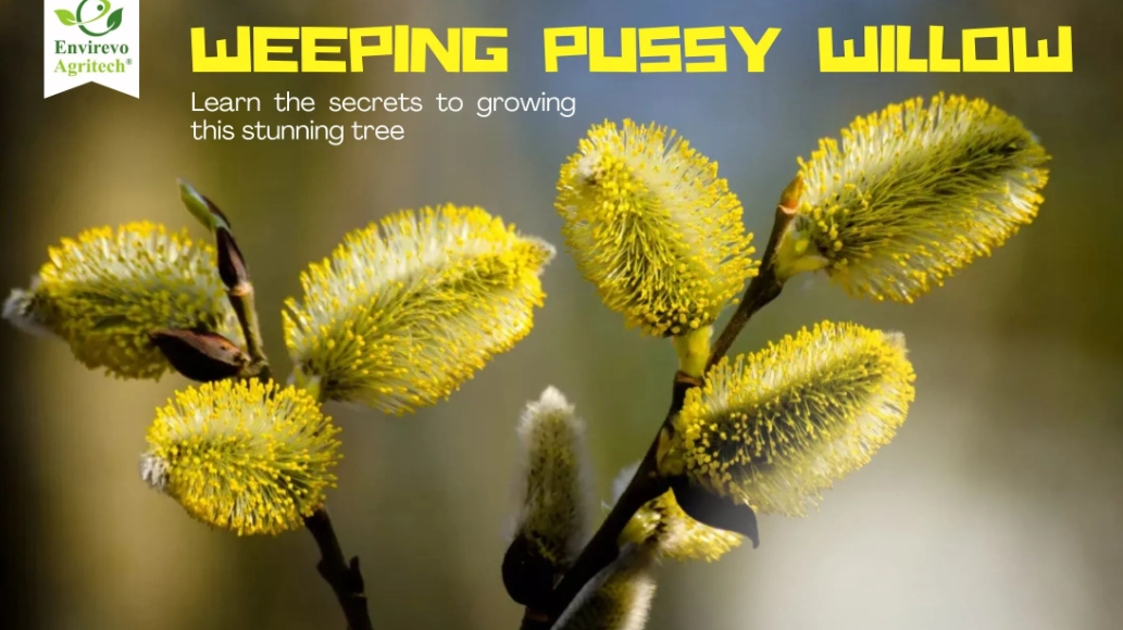 salix caprea pendula salix caprea pendula