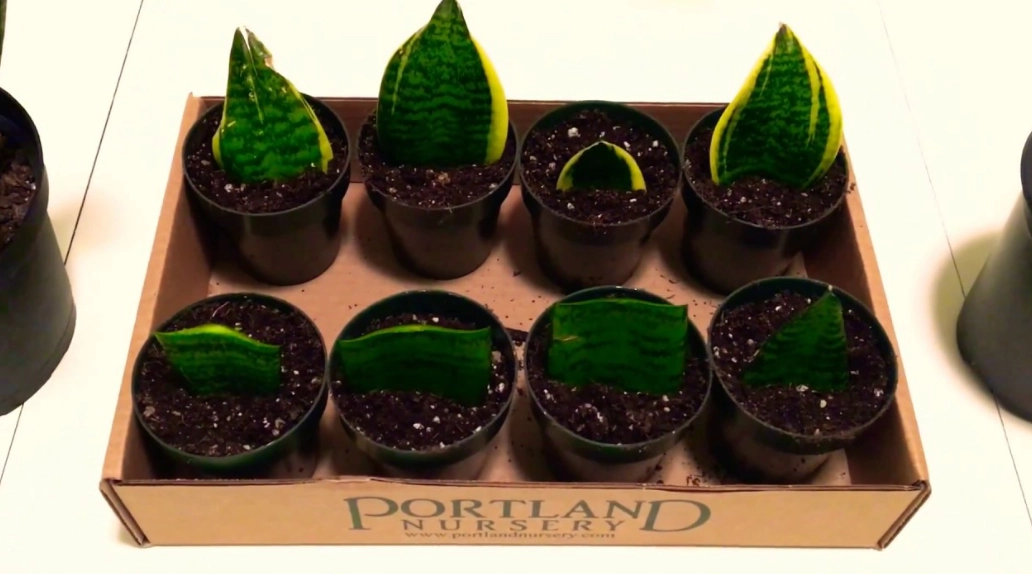 propagate mother in law's tongue propagate mother in law's tongue