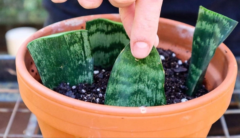 grow snake plant from cutting grow snake plant from cutting