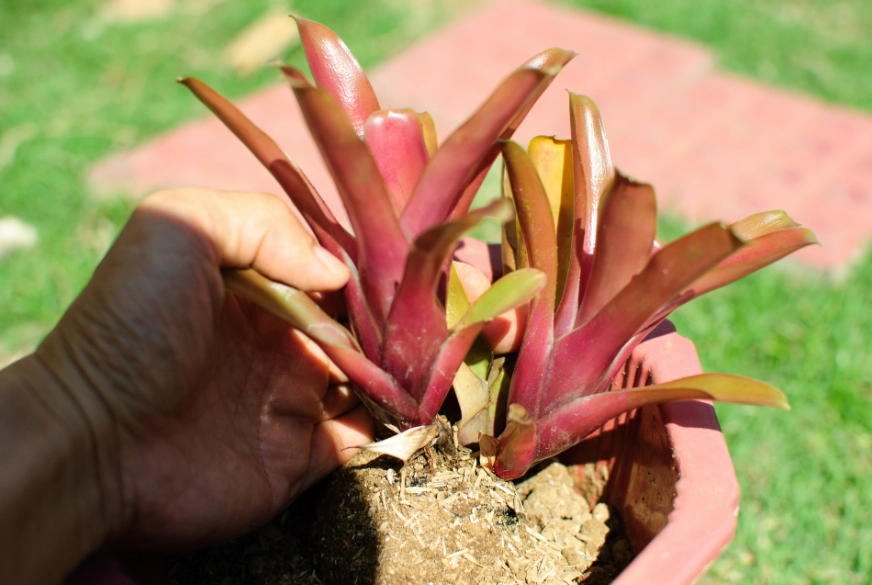 bromeliad care
