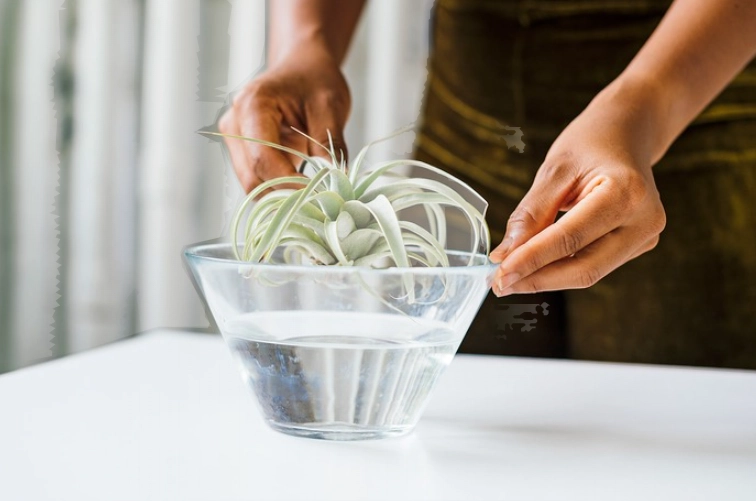 Airplant Care: The Complete Guide to Watering, Light, and Thriving Tillandsias