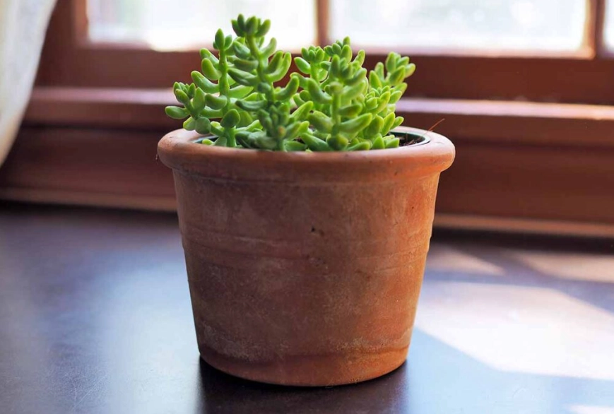 how to propagate donkey's tail