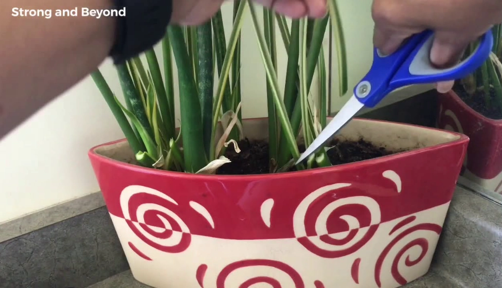 grow snake plant from cutting grow snake plant from cutting