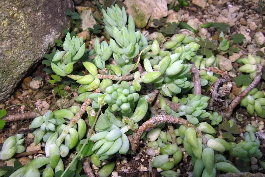 donkey's tail plant care