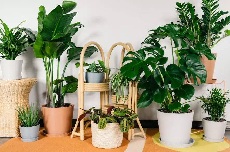 easy indoor plants easy indoor plants