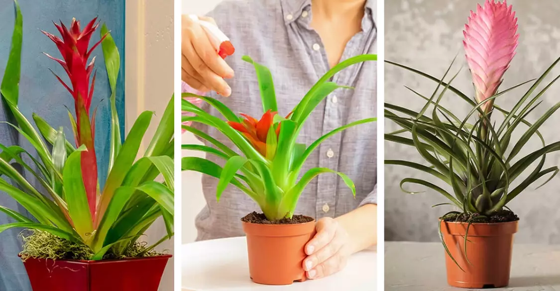 how to look after a bromeliad