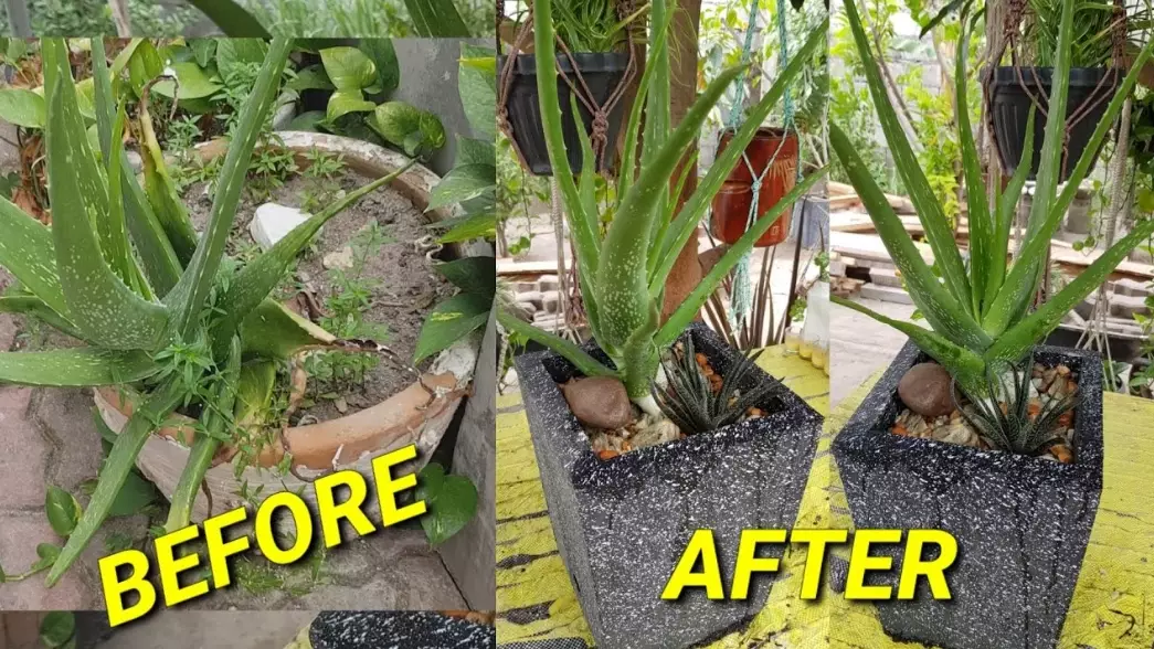 aloe vera plant care