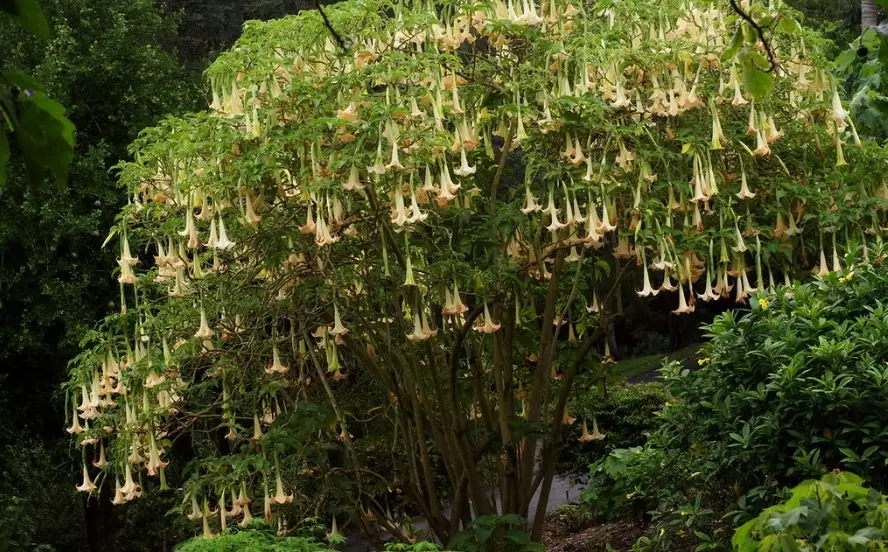 brugmansia toxicity