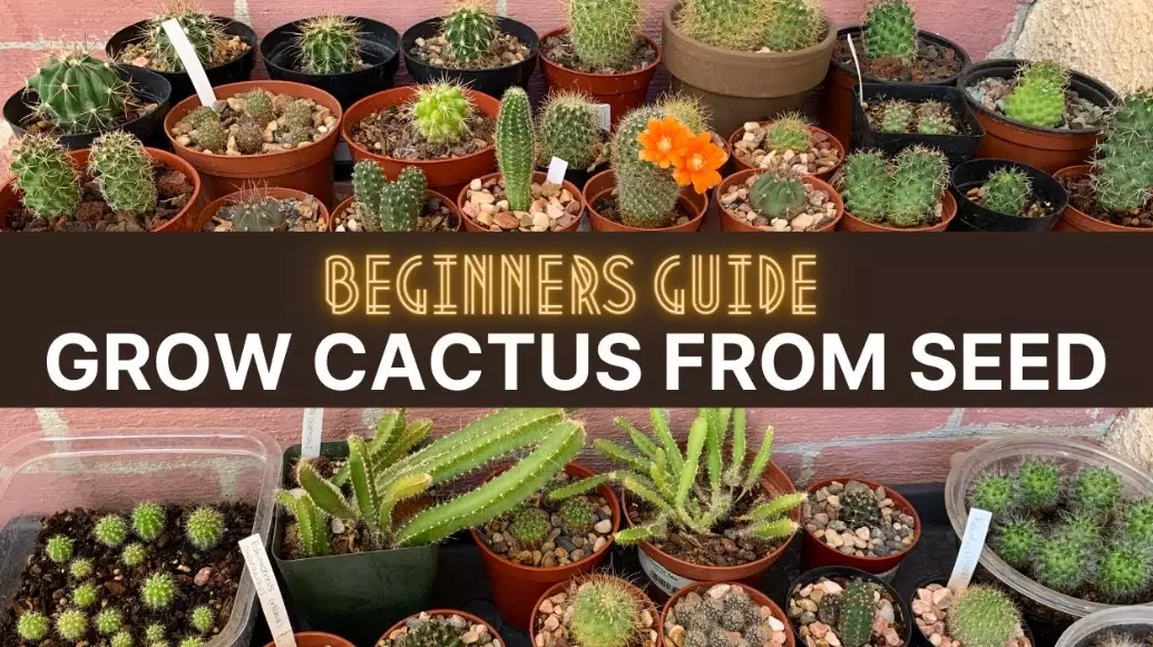 How to Grow Cactus: Expert Care Guide for Thriving Plants