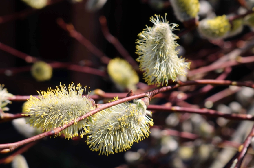 weeping pussy willow