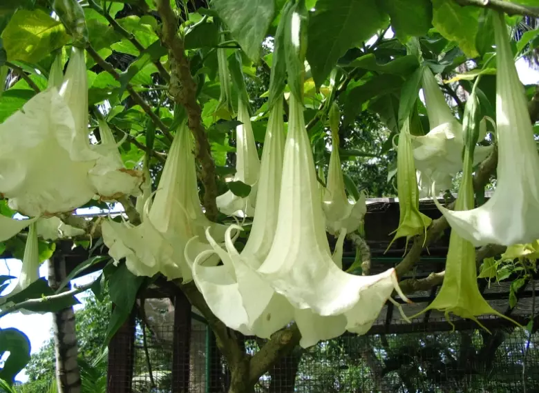 brugmansia tree care