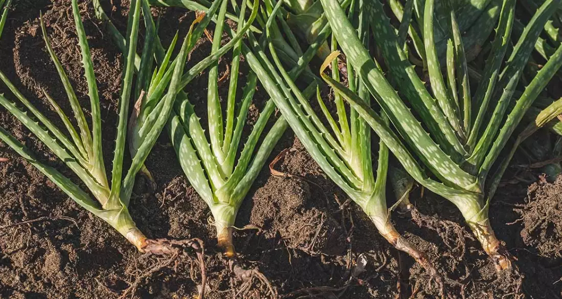 how to repot aloe vera how to repot aloe vera