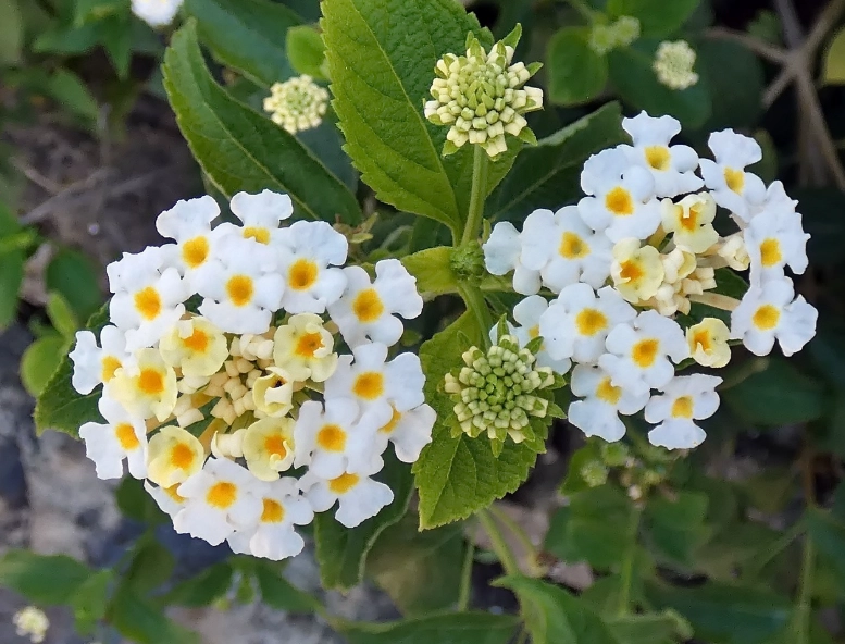 how to prune lantana