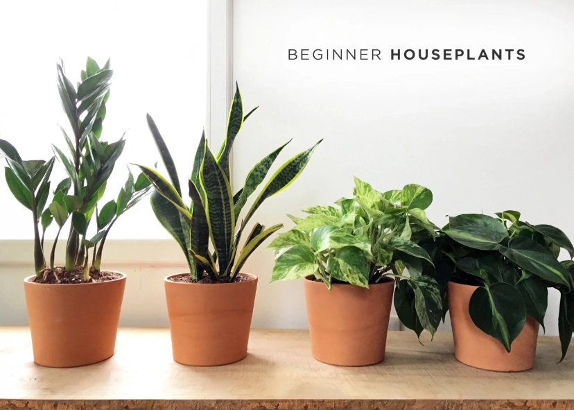 beginner houseplants beginner houseplants