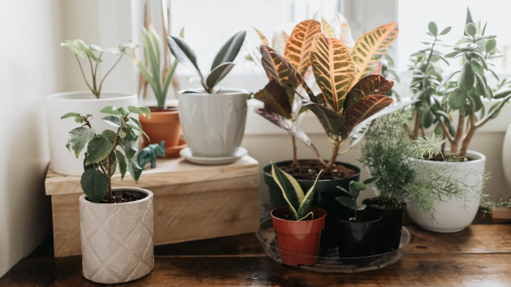 beginner friendly plants beginner friendly plants