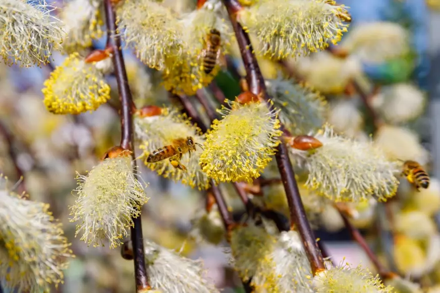 Weeping Pussy Willow Tree: A Complete Growing and Care Guide