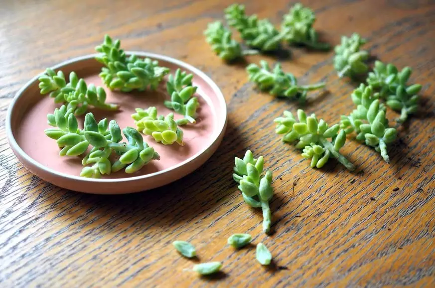 sedum morganianum
