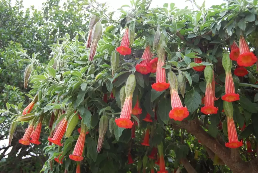 brugmansia toxicity