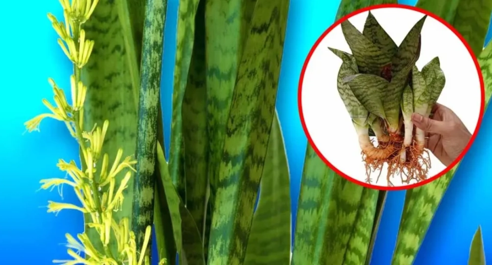 propagate mother in law's tongue propagate mother in law's tongue