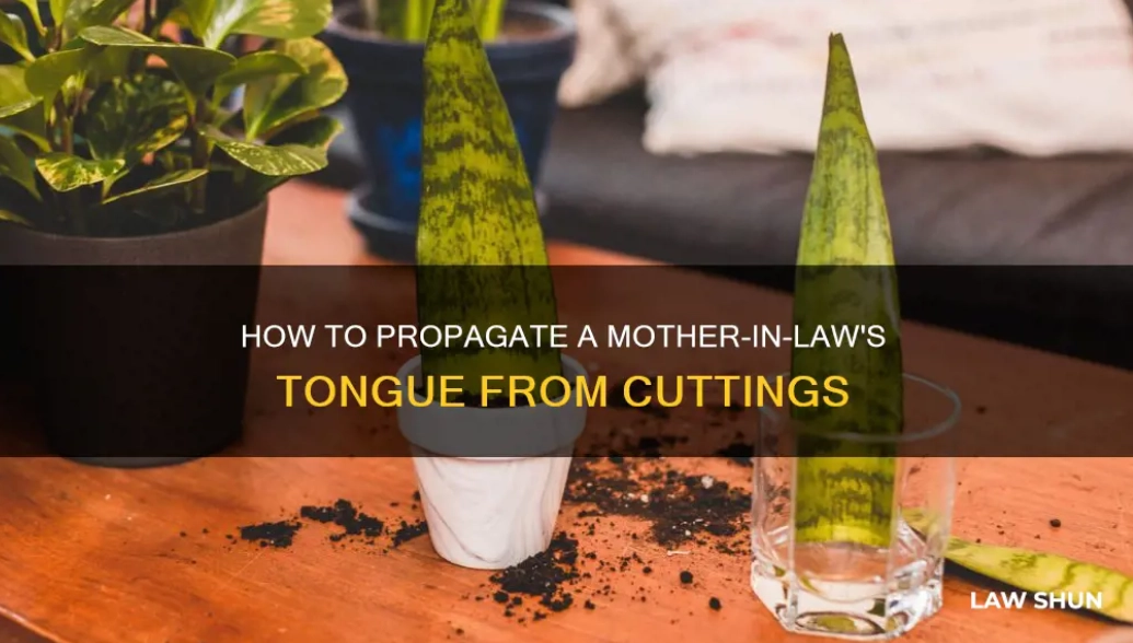 snake plant propagation snake plant propagation