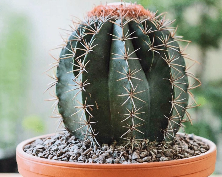 cactus watering