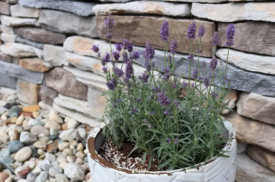 Ultimate Guide to Growing Lavender in Pots Successfully