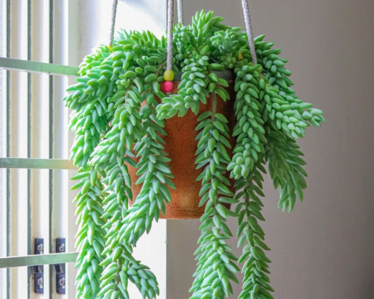 how to propagate donkey's tail