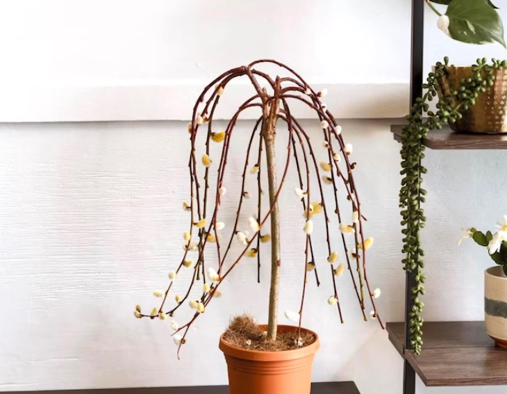 pussy willow tree care pussy willow tree care