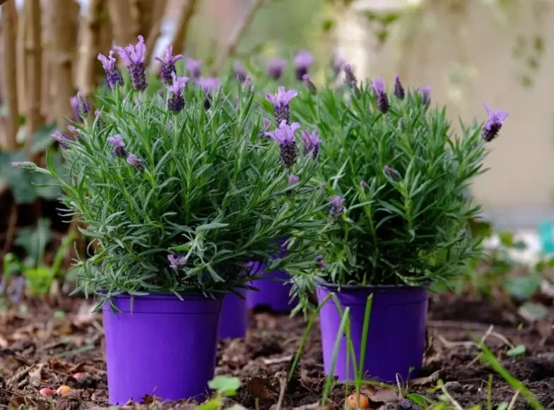 best lavender for containers