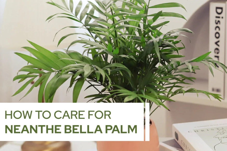 The Complete Neanthe Bella Care Guide: Thriving Indoors Made Simple