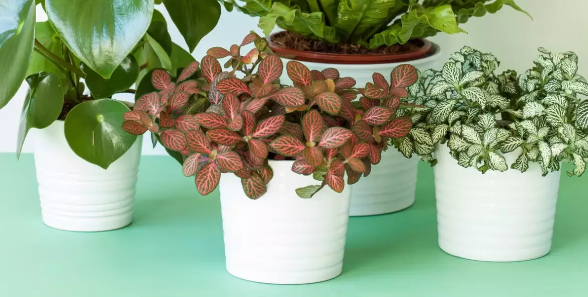 easy indoor house plants