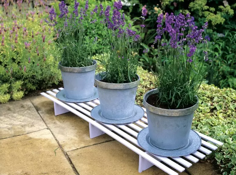 lavender in pots