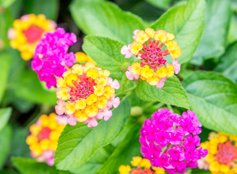 lantana care