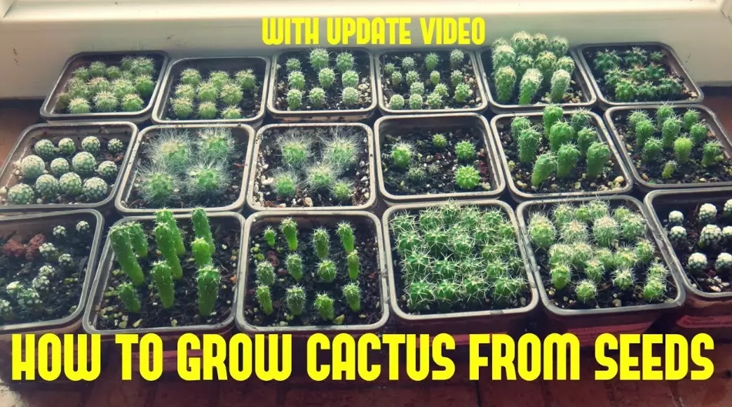 growing cactus indoors