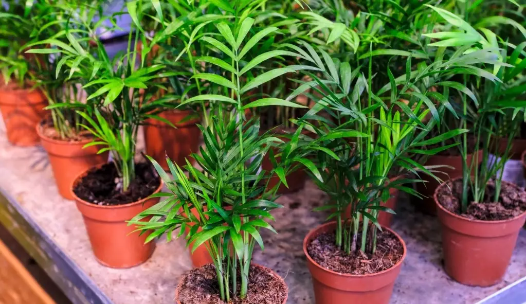 neanthe bella plant care