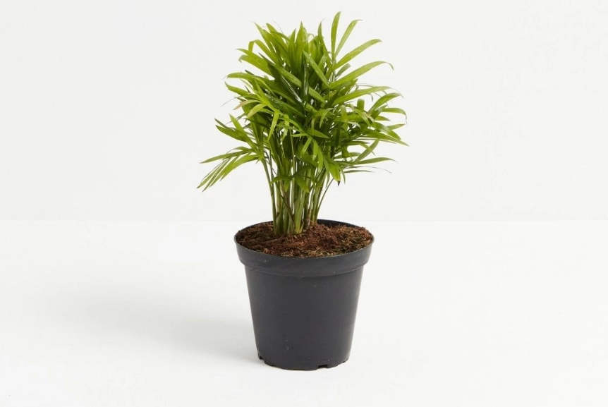 neanthe bella palm watering