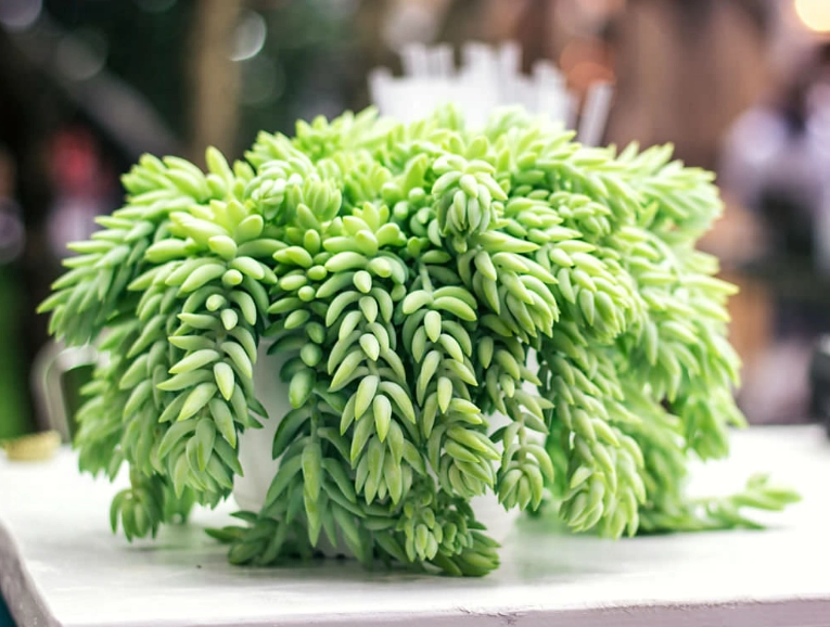 donkey's tail plant care
