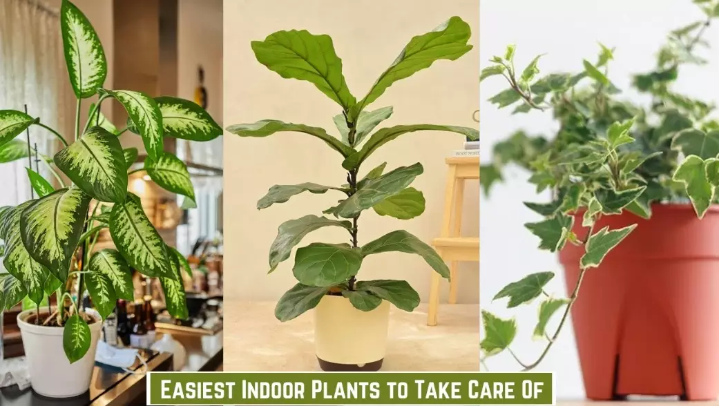 low maintenance houseplants low maintenance houseplants