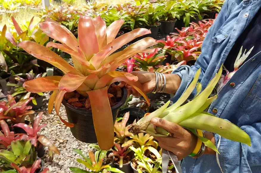 bromeliad light requirements