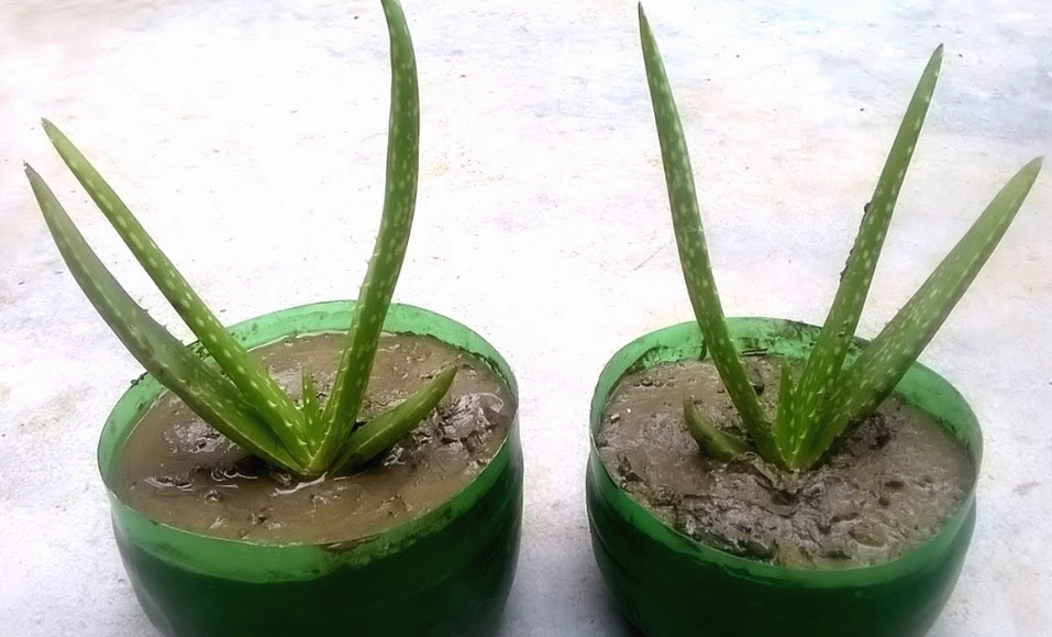 aloe vera plant care