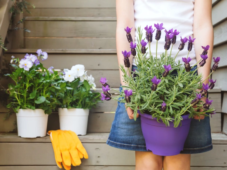 lavender in pots