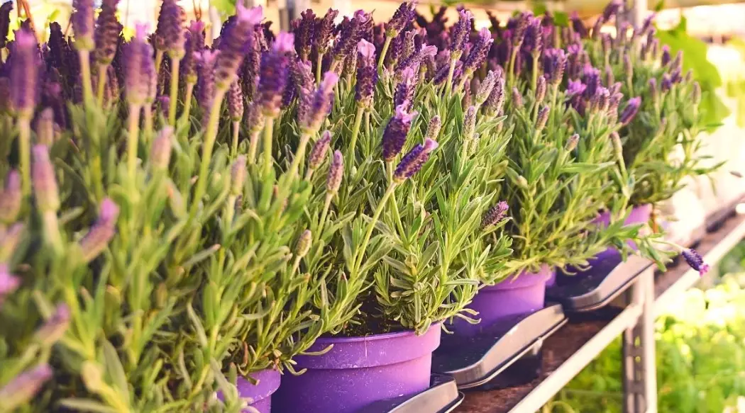 how to grow lavender in containers